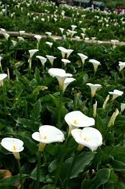 Enjoy Your Landscaping More With A Good Design Lily Garden Calla Lily Pictures Of Calla Lilies