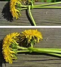 Dandelion Wreath And Appetizer Diy Flower Crown Diy Crafts Hacks Diy Flowers