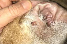 Image result for abscess dog's ear flap