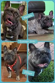 French bulldog prices fluctuate based on many factors including where you live or how far you are willing to travel. Texas French Bulldog Breeders Blue Chocolate Lilac Pied Puppies