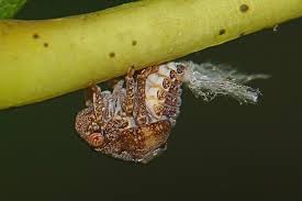 Image result for Nicolasia stenoptera