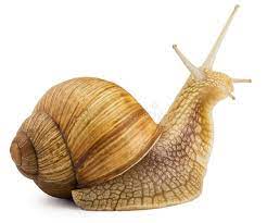 Snail Garden Snail Isolated On White Aff Garden Snail Snail White Isolated Ad Snails In Garden Snail Giant African Land Snails