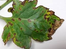 Image result for Septoria leaf spot of tomato