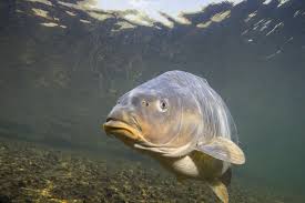 Pin By Janina Fokina On Karpis Animal Science Fish Fish Pet