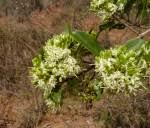 Image result for Coptosperma rhodesiacum