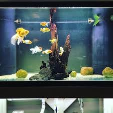 Repost Of My 150 Gallon Goldfish Gdfishunion Gold Goldfishjunkie Ranchu Oranda Pearlscale Fantail Blackmoor Goldfish Cute Animal Pictures Pet Grooming