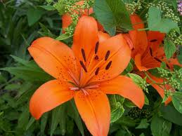 You can use them in flower arrangements, but they will attract birds when grown in a garden. Orange Lilies By Flamingpig On Deviantart Tiger Lily Orange Flowers Types Of Flowers