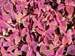 Image result for Coleus rhodesianum