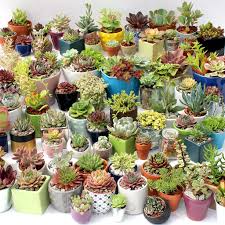 Easy care cactus plants (aka: How Winter Cold Affects Succulents Mountain Crest Gardens
