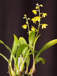 Image result for Polystachya bifida