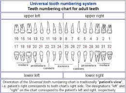 59 Right Tooth Chart Left Side