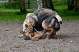 Bringing Up And Living With A Czechoslovakian Wolfdog Puppy