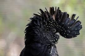 Make sure to choose a cage that gives the bird plenty of room to move around, get exercise, and play. What Is The Lifespan Of A Cockatoo Psittacology