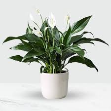 Image result for Spathiphyllum