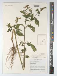 Image result for Asystasia mysorensis