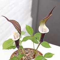 Image result for Arisaema mildbraedii