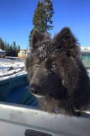 Southern Breeze Kennels Blue Bay Shepherds In Palm Bay Florida Blue German Shepherd Black German Shepherd Shepherd Dog