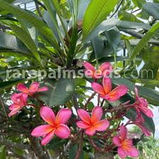 Image result for Plumeria rubra
