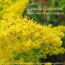 Canada Goldenrod Solidago Canadensis Weekly Weeder 9 Goldenrod Edible Wild Plants Canadensis