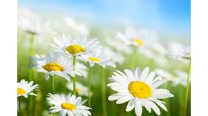 Helen Brock Obituary (2023)