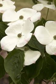 Hyperion Dogwood Monrovia Hyperion Dogwood Flowering Trees Spring Flowering Trees Dogwood Trees