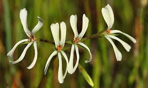 Image result for Pelargonium alchemilloides