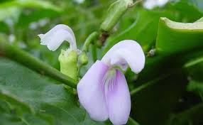 Image result for Canavalia