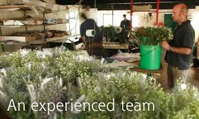 Check spelling or type a new query. Wholesale Flowers By Clowance