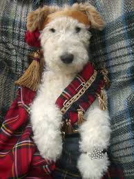 Robbie Burns The Cutest Skotti Ever Wire Fox Terrier Fox Terrier Cute Animals