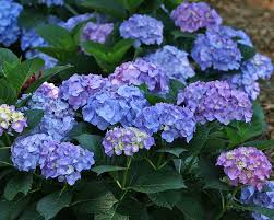 The let's dance hydrangea series is the next generation of hydrangeas, with improved flower color and attractive foliage. Hydrangea Blue Jangles Bluestone Perennials