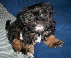 Yorkie shih tzu poodle mix black and white. Shorkie Tzu Dog Breed Information And Pictures