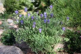 Image result for Clematis villosa