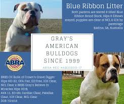 Combinate score with credit card agency says that it is a 55. Blue Ribbon Litter American Bulldog Registry Archives Facebook