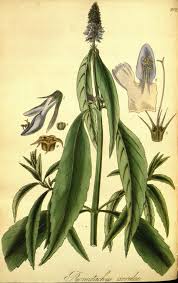 Image result for Pycnostachys coerulea