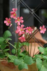Image result for Oxalis semiloba