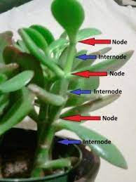 How To Propagate A Jade Plant Jade Plants Jade Plant Care Propagating Plants
