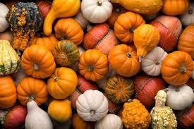 Dynie Ozdobne Najciekawsze Odmiany Dyni Ozdobnej Zasady Uprawy I Zastosowanie Gefullter Kurbis Kurbis Halloween