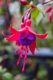 Risultati immagini per Naturaleza perfecta. Fuchsia.