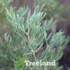 Image result for Cassia burttii