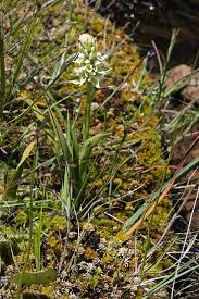 Image result for Satyrium trinerve