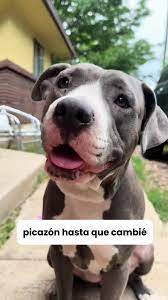 Alivio de Alergias en Mascotas: Recetas Caseras | TikTok