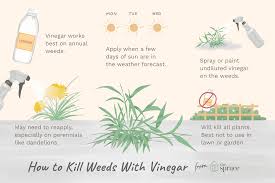 Garden décor, garden tools, insect & pest control, lawn mowers How To Use Vinegar As A Natural Weed Killer