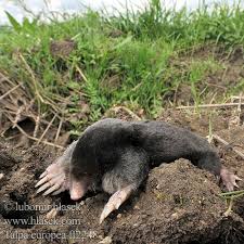 It is also known as the common mole and the northern mole. Europaischer Maulwurf Talpa Europaea