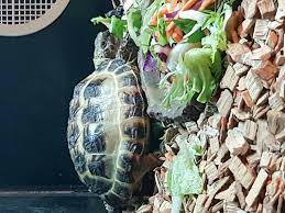 Why Is My Tortoise So Small Tortoise Forum