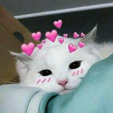 Busuye Karsi Aldldlfdk Sevimli Kedi Yavrulari Sevimli Kediler Cute Kittens