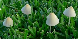 Image result for Conocybe lactea