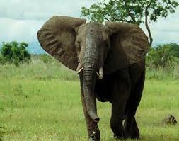 African Bush Elephant Loxodonta Africana Africana