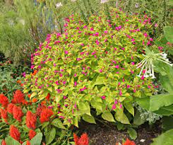 Gardening can be one of the most ideal ways to ease your stress from the usual heat you get from your regular job. Four O Clocks Mirabilis Jalapa Wisconsin Horticulture