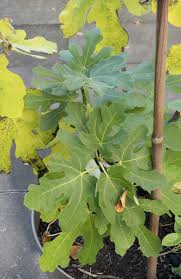 Beim kauf sollte jedoch darauf geachtet werden, ob es sich um eine echte oder unechte feige handelt. Feigenbaum Im Topf Und Garten Uberwintern Freudengarten