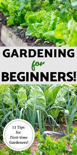 Gardening For Beginners 11 Tips For A Successful Start Vegetable Garden Planner Organic Gardening Tips Gardening For Beginners